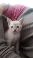 Enzo