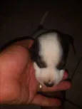 Neguinho e albino