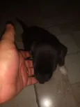 Neguinho e albino
