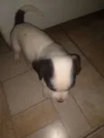 Neguinho e albino
