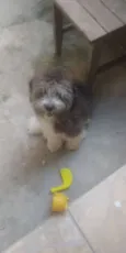 Snoopy