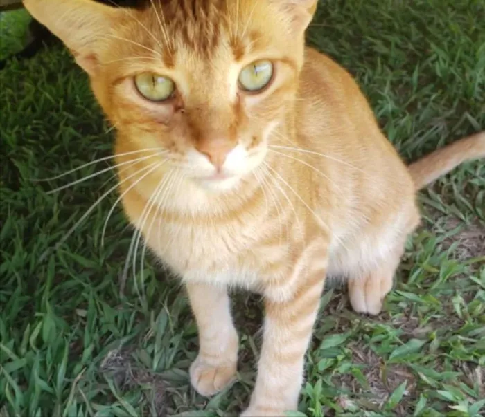 Gato ra a SRD idade 2 a 6 meses nome Tito 