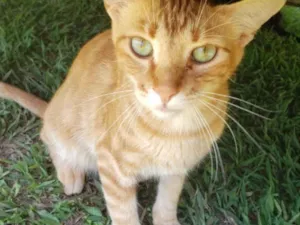 Gato raça SRD idade 2 a 6 meses nome Tito 