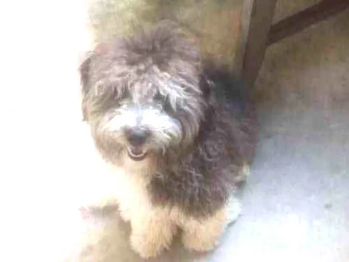 Cachorro ra a Puldo idade 1 ano nome Snoopy