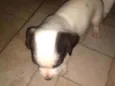 Neguinho e albino