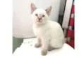Enzo