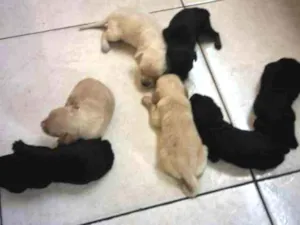 Cachorro raça Labrador com cookie  idade Abaixo de 2 meses nome Fofos