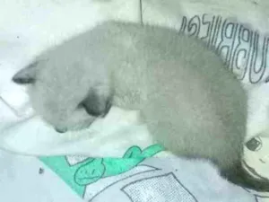 Gato raça Cianes  idade Abaixo de 2 meses nome Não tem nome