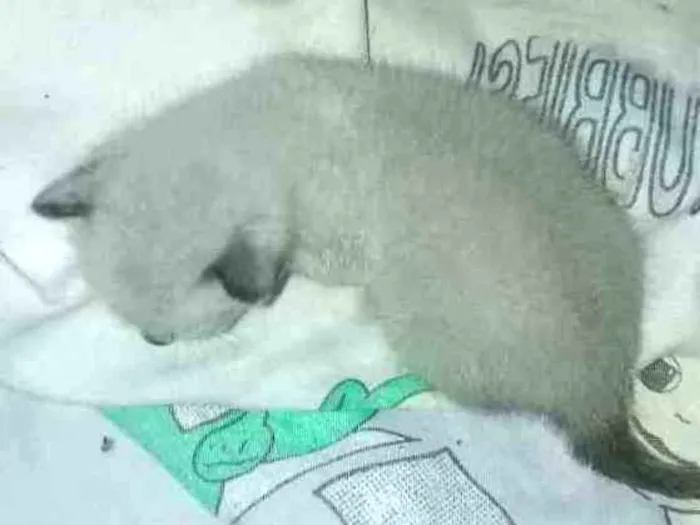 Gato ra a Cianes  idade Abaixo de 2 meses nome Não tem nome