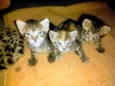 gatinhos