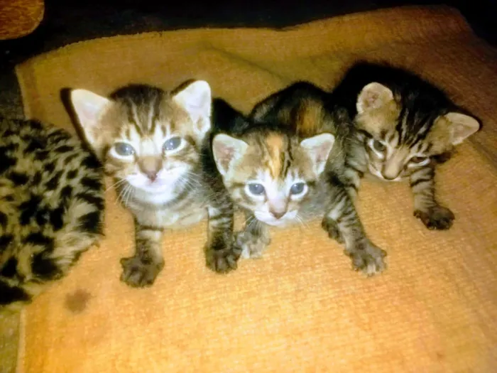 Gato ra a SRD idade Abaixo de 2 meses nome gatinhos