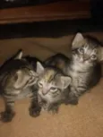 gatinhos