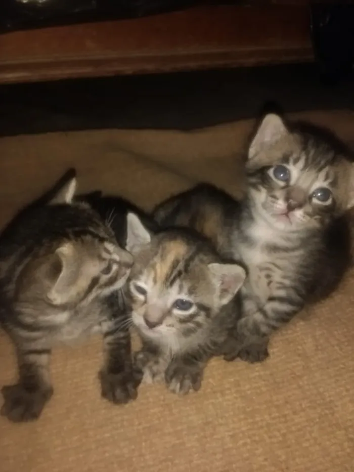 Gato ra a SRD idade Abaixo de 2 meses nome gatinhos
