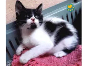Gato raça Srd  idade Abaixo de 2 meses nome Batman