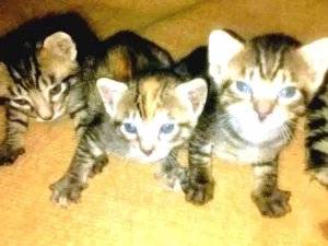 Gato raça SRD idade Abaixo de 2 meses nome gatinhos