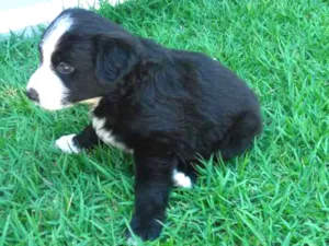 Cachorro raça  idade Abaixo de 2 meses nome Ainda não temos nome