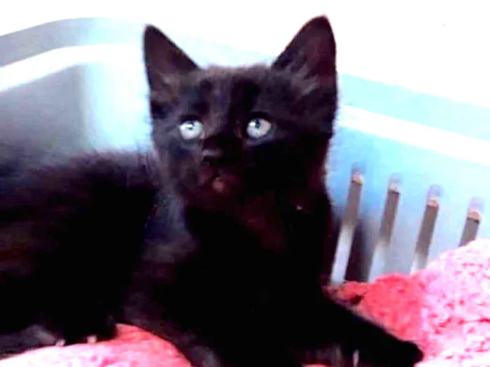 Gato raça Srd  idade Abaixo de 2 meses nome Frida