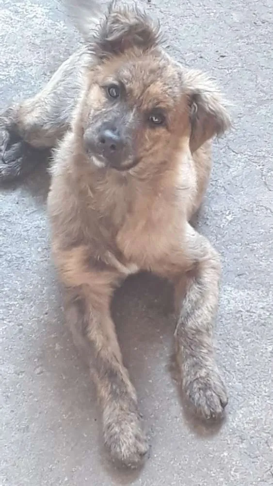 Cachorro ra a Viralata idade 2 a 6 meses nome Naomi