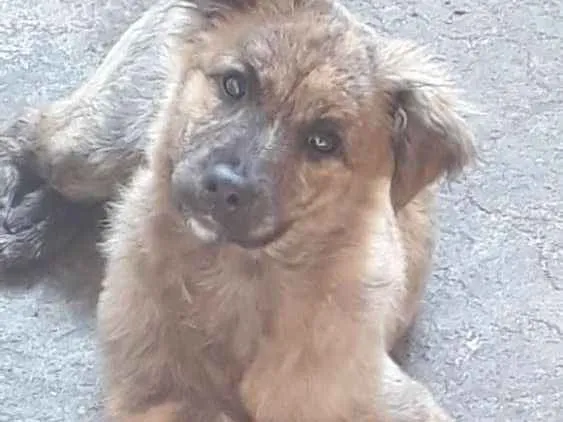 Cachorro ra a Viralata idade 2 a 6 meses nome Naomi