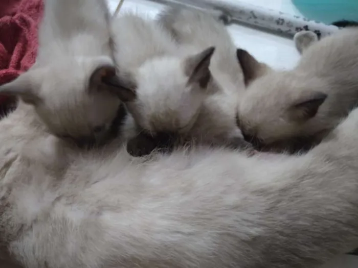 Gato raça  idade 2 a 6 meses nome Pacotinho de amor