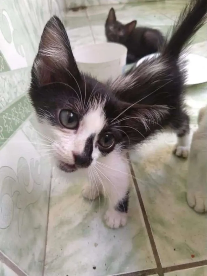 Gato ra a Não idade 2 a 6 meses nome Não 