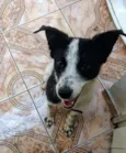 Cachorro raça Vira lata idade 1 ano nome Lynn