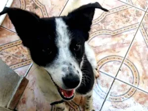 Cachorro raça Vira lata idade 1 ano nome Lynn