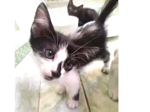 Gato raça Não idade 2 a 6 meses nome Não 