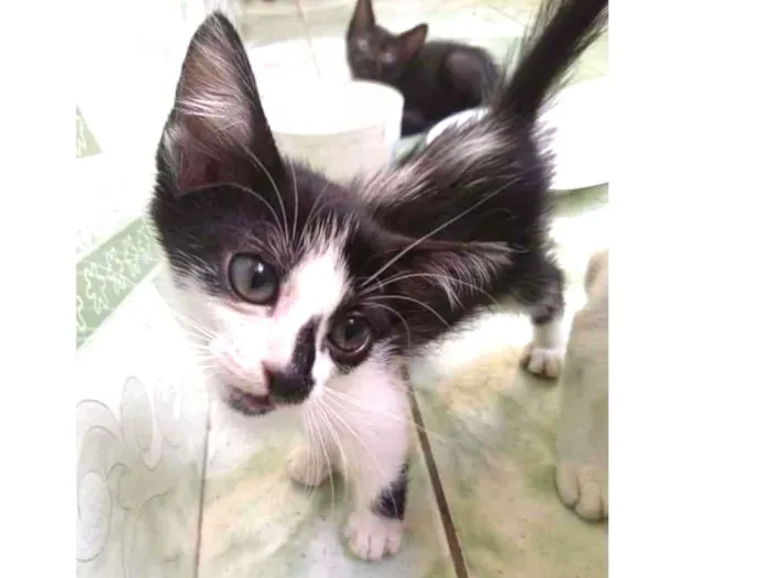 Gato ra a Não idade 2 a 6 meses nome Não 