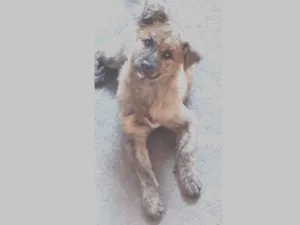 Cachorro raça Viralata idade 2 a 6 meses nome Naomi