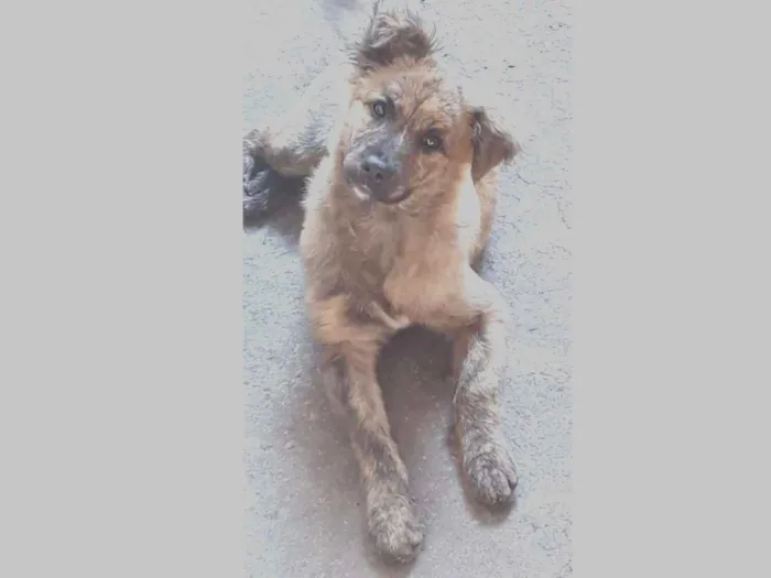 Cachorro ra a Viralata idade 2 a 6 meses nome Naomi