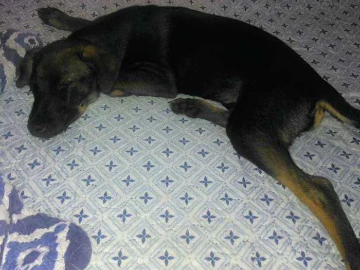 Cachorro raça Sem raça definida  idade 7 a 11 meses nome Pretinha 