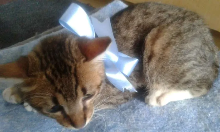 Gato ra a srd idade 2 a 6 meses nome Tigrinho