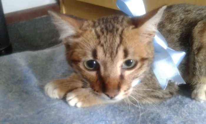 Gato ra a srd idade 2 a 6 meses nome Tigrinho