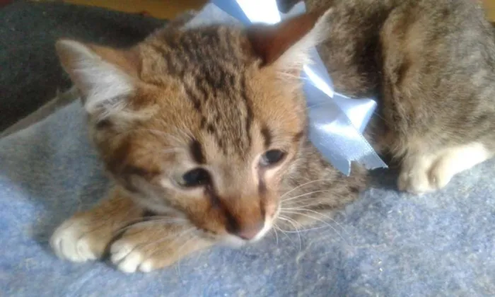 Gato ra a srd idade 2 a 6 meses nome Tigrinho