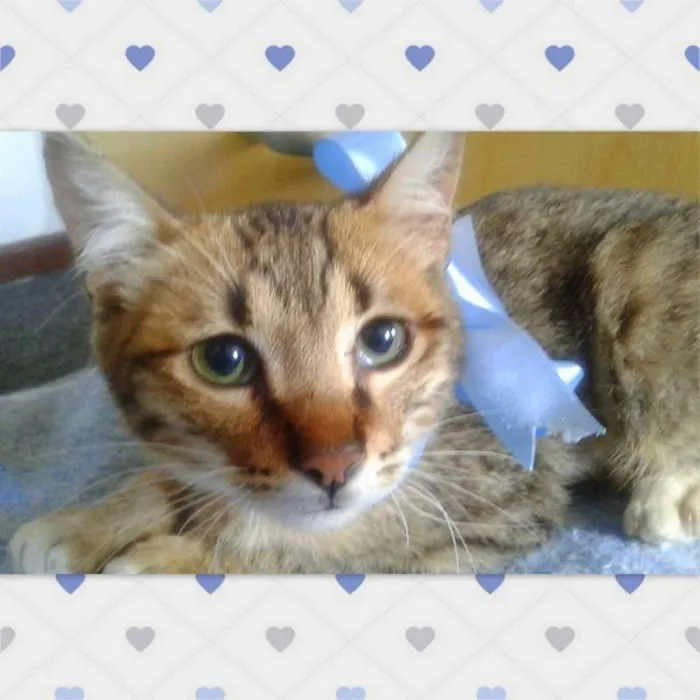Gato ra a srd idade 2 a 6 meses nome Tigrinho