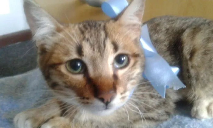 Gato ra a srd idade 2 a 6 meses nome Tigrinho