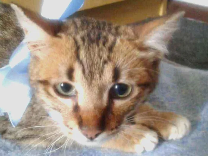 Gato ra a srd idade 2 a 6 meses nome Tigrinho