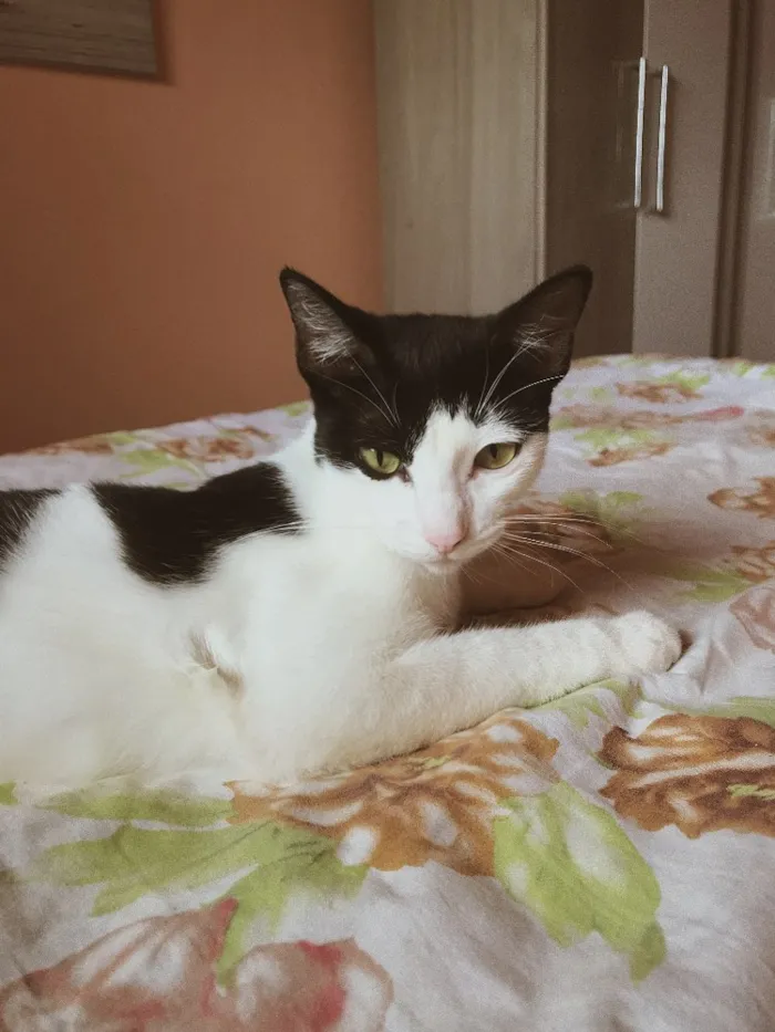 Gato ra a  idade 7 a 11 meses nome Kaila