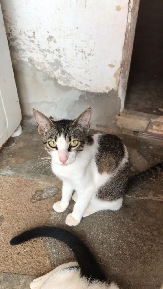 Gato ra a  idade 7 a 11 meses nome Nala