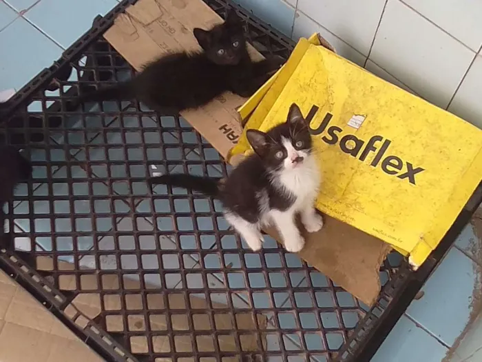 Gato raça vira lata idade 2 a 6 meses nome sem nome