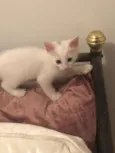 tres gatinhos