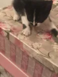 tres gatinhos