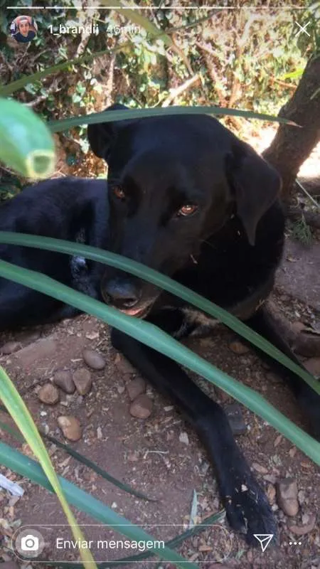 Cachorro ra a  idade 4 anos nome Preto