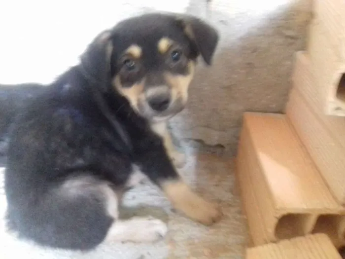 Cachorro raça Srd idade 2 a 6 meses nome Kiko