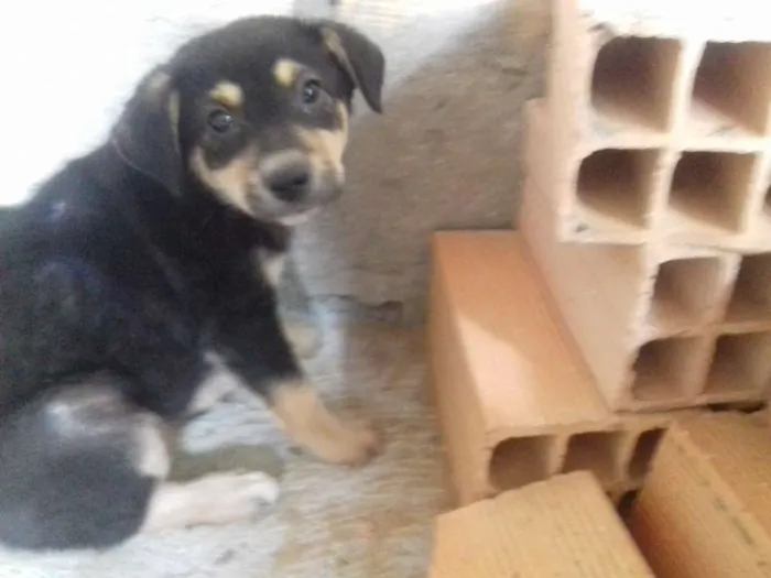 Cachorro raça Srd idade 2 a 6 meses nome Kiko