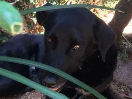 Cachorro ra a  idade 4 anos nome Preto