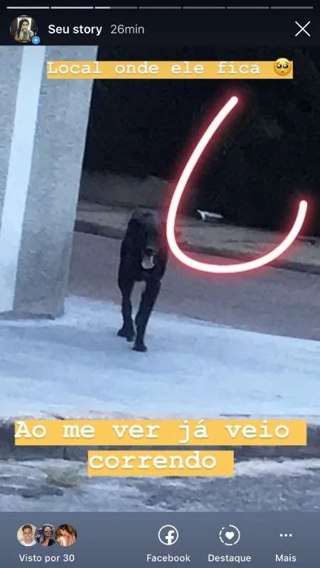 Cachorro ra a  idade 4 anos nome Preto