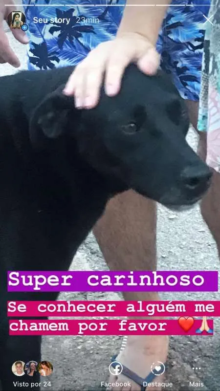 Cachorro ra a  idade 4 anos nome Preto