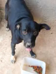 Pretinha